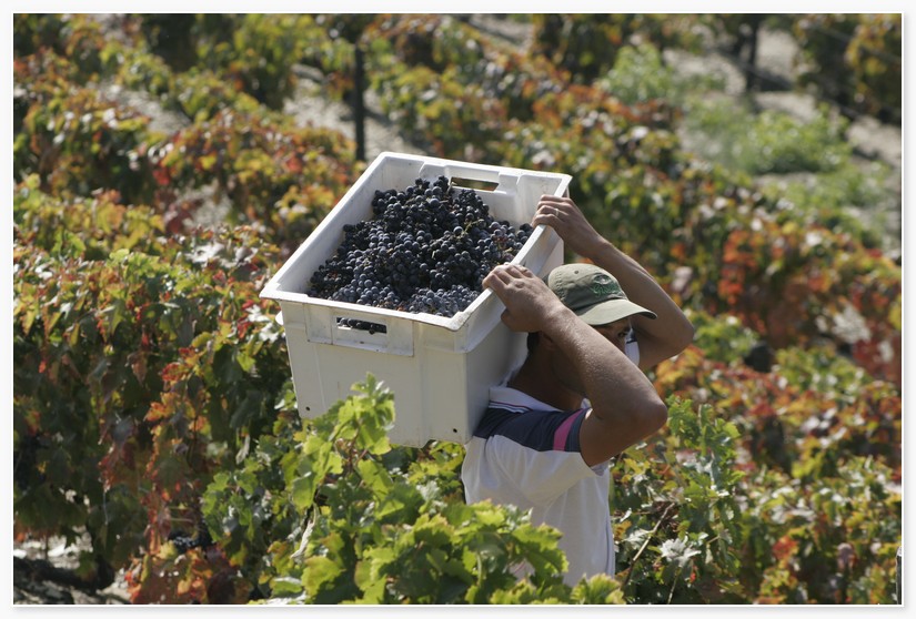 Vineyard_for_sale_in_Vila Real_SMA7553